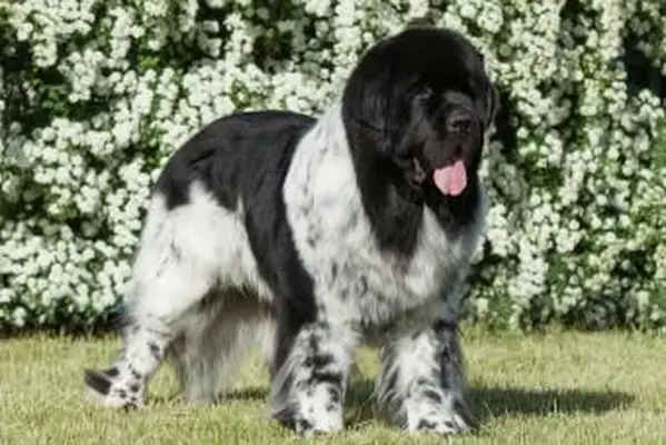 https://cf.ltkcdn.net/dogs/images/slide/208205-850x567-Newfoundland-Dog.webp