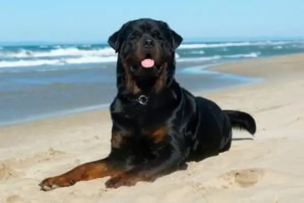 https://cf.ltkcdn.net/dogs/images/slide/208204-850x567-Rottweiler-dog.webp