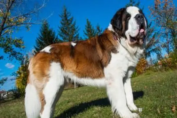https://cf.ltkcdn.net/dogs/images/slide/208206-850x567-Saint-Bernard.webp