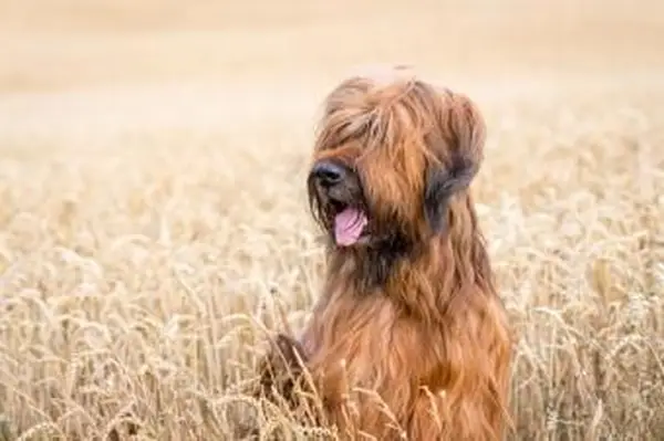 Tawny macho Briard