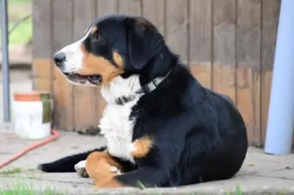 Entlebucher Mountain Dog
