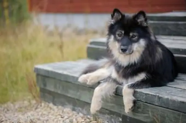 Lapphund finlandês