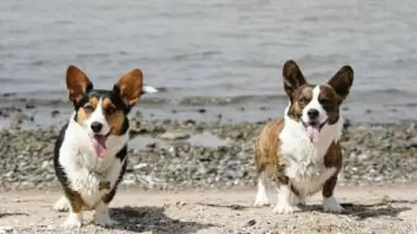 Pembroke Welsh Corgis na praia