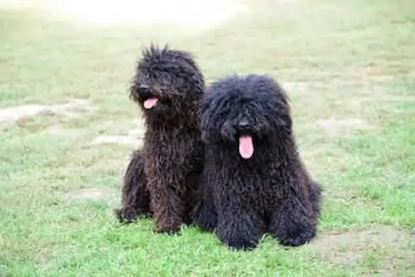 Cães Puli húngaros