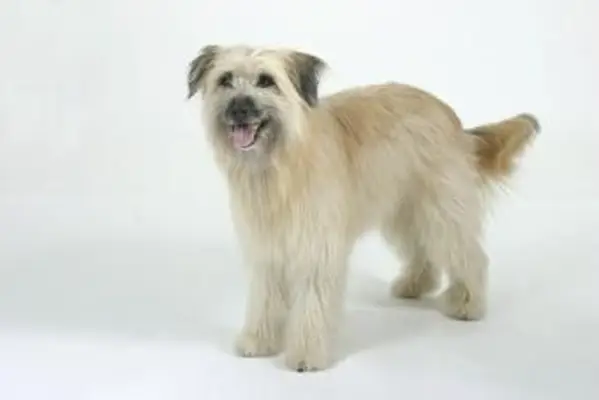 Pastor dos Pirenéus, também conhecido como Berger des Pyrenees