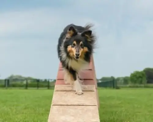 Shetland Sheepdog