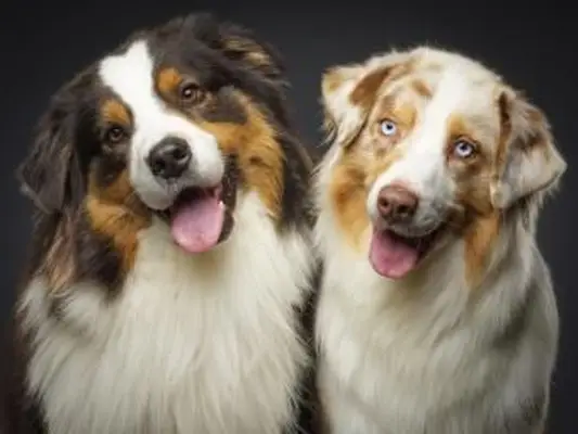 Dois cães pastor australianos