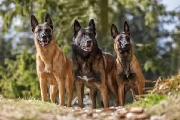 Três Malinois Belgas