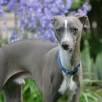 https://cf.ltkcdn.net/dogs/images/slide/244113-850x850-10-miniature-greyhound.webp
