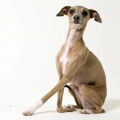 https://cf.ltkcdn.net/dogs/images/slide/244108-850x850-3-miniature-greyhound.webp