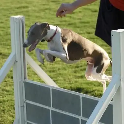 https://cf.ltkcdn.net/dogs/images/slide/244111-850x850-6-miniature-greyhound.webp