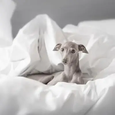https://cf.ltkcdn.net/dogs/images/slide/244102-850x850-9-miniature-greyhound.webp