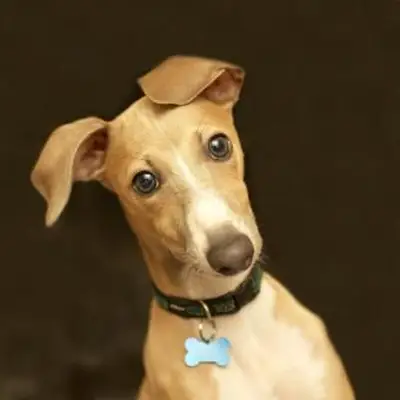 https://cf.ltkcdn.net/dogs/images/slide/244101-850x850-8-miniature-greyhound.webp