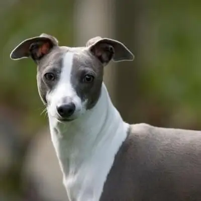 גרייהאונד מיניאטורי