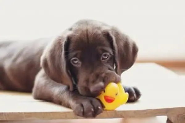 https://cf.ltkcdn.net/dogs/images/slide/238456-850x566-Chocolate-Lab-Puppy-Toy-Ducky.webp