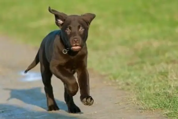 https://cf.ltkcdn.net/dogs/images/slide/238457-850x567-running-chocolate-lab-puppy.webp