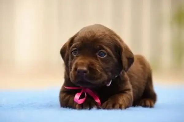 https://cf.ltkcdn.net/dogs/images/slide/238458-850x566-chocolate-lab-pup.webp