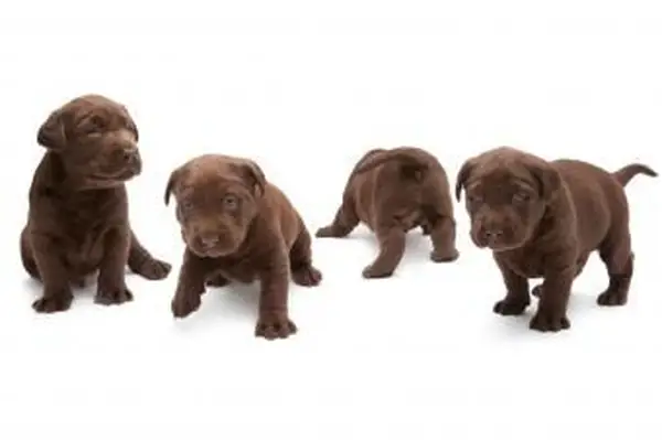 https://cf.ltkcdn.net/dogs/images/slide/238459-850x566-group-of-chocolate-lab-puppies.webp