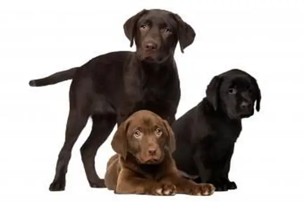 https://cf.ltkcdn.net/dogs/images/slide/238460-850x566-three-chocolate-lab-puppies.webp