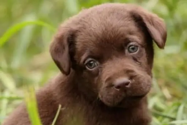 https://cf.ltkcdn.net/dogs/images/slide/238498-850x566-choc-lab-puppy.webp