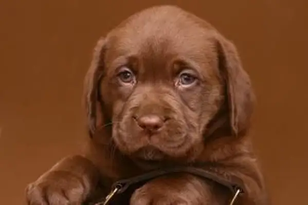 https://cf.ltkcdn.net/dogs/images/slide/238499-850x566-puppy-chocolate-labrador.webp