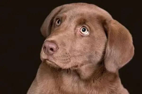https://cf.ltkcdn.net/dogs/images/slide/238500-850x566-brown-chocolate-lab-pup.webp