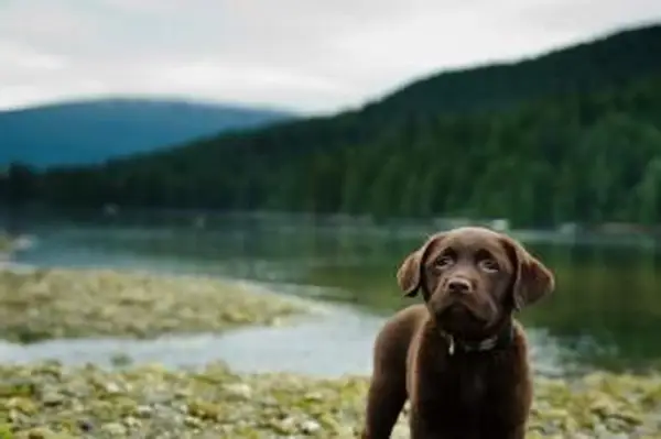 https://cf.ltkcdn.net/dogs/images/slide/238454-850x566-chocolate-lab-near-lake.webp