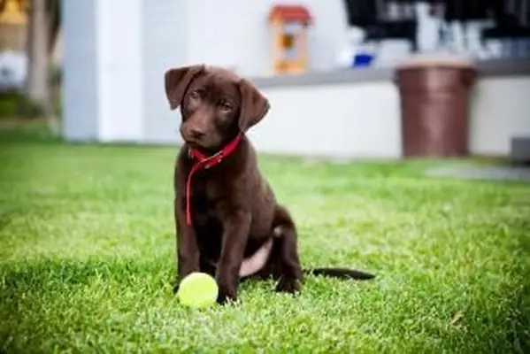 https://cf.ltkcdn.net/dogs/images/slide/238455-850x567-Chocolate-Lab-with-ball.webp