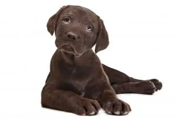 Noms des chiots Chocolate Lab