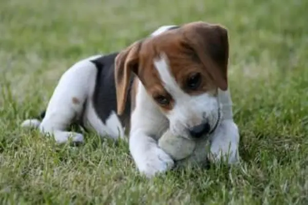 https://cf.ltkcdn.net/dogs/images/slide/185061-849x565-beagle-puppy-with-ball.webp