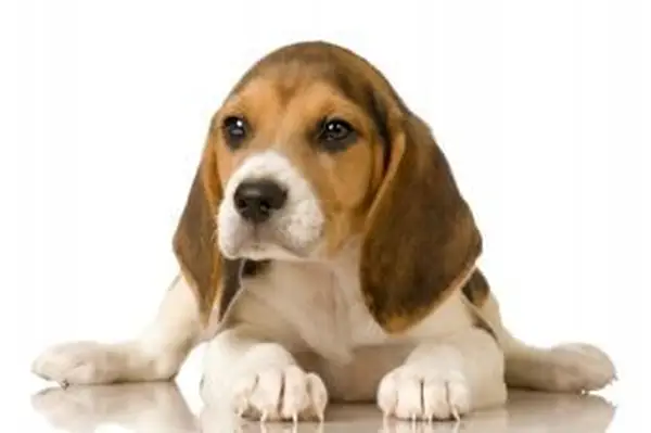 https://cf.ltkcdn.net/dogs/images/slide/185064-849x565-beagle-puppy-posing-for-picture.webp