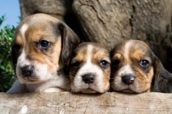 https://cf.ltkcdn.net/dogs/images/slide/185060-849x565-adorable-trio-beagle-puppies.webp
