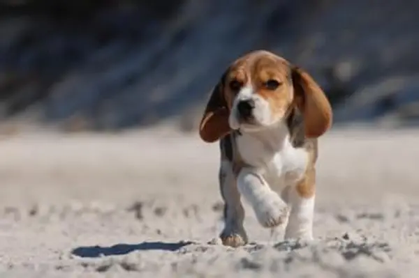https://cf.ltkcdn.net/dogs/images/slide/185065-849x565-beagle-puppy-on-the-beach.webp