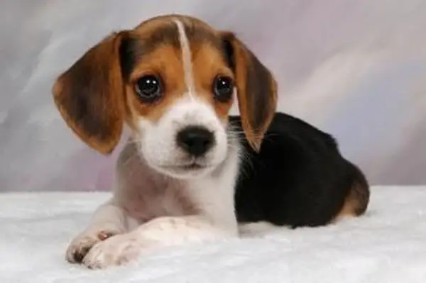 https://cf.ltkcdn.net/dogs/images/slide/185062-849x565-beagle-puppy-portrait.webp