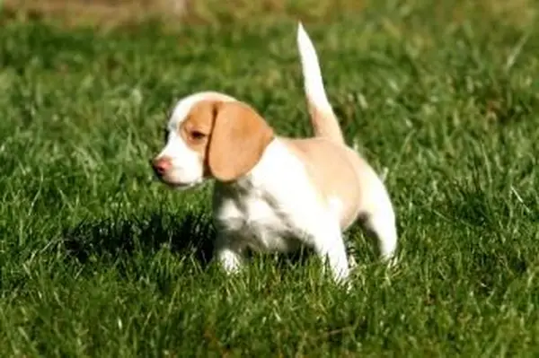 https://cf.ltkcdn.net/dogs/images/slide/185066-849x565-beagle-puppy-in-the-field.webp