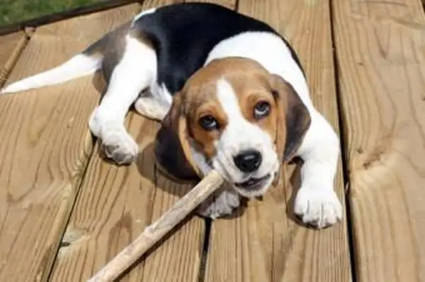 https://cf.ltkcdn.net/dogs/images/slide/185071-849x565-beagle-puppy-chew-stick.webp