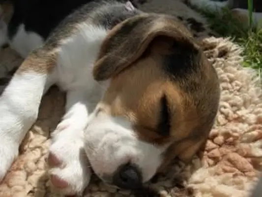 https://cf.ltkcdn.net/dogs/images/slide/185070-800x600-beagle-puppy-sleeping.webp