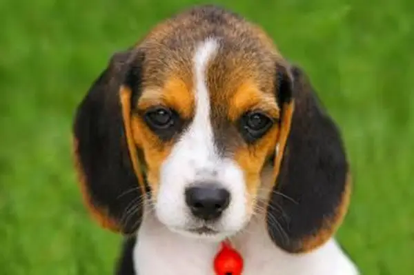 https://cf.ltkcdn.net/dogs/images/slide/185072-850x565-beagle-puppy.webp