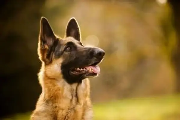 Słodki owczarek niemiecki w lesie