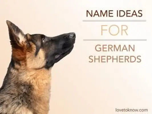 Nazwij pomysły dla owczarka niemieckiego