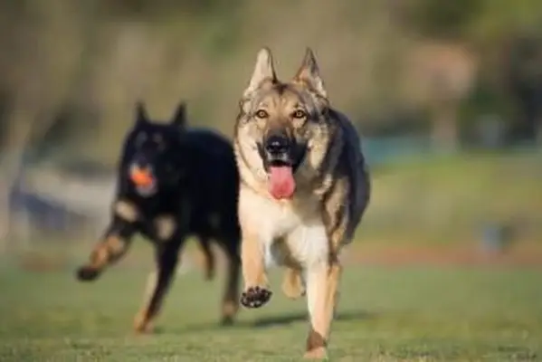 Owczarki niemieckie biegnące po polu