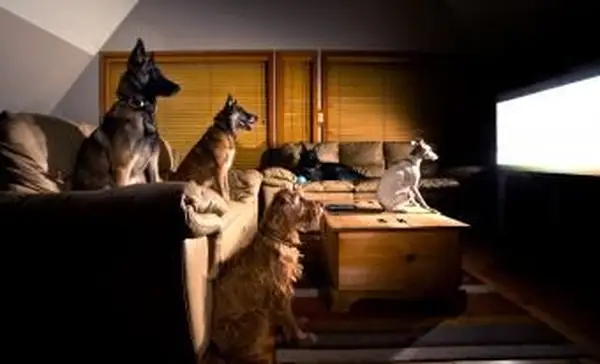 Psy oglądające telewizję