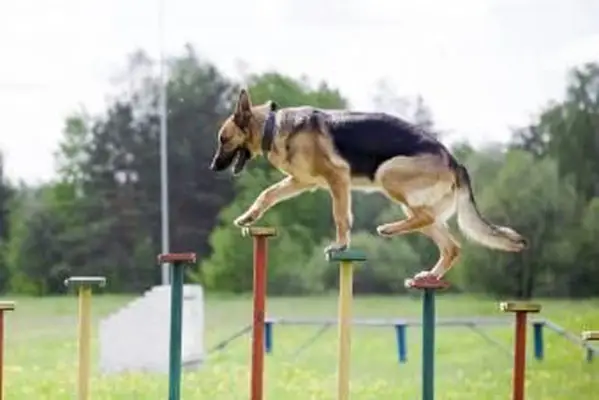 Szkolenie Owczarków Niemieckich