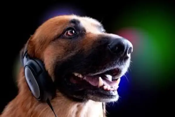 Owczarek niemiecki noszący zestaw słuchawek