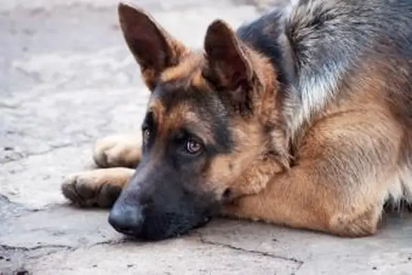 Owczarek niemiecki leżący na podłodze