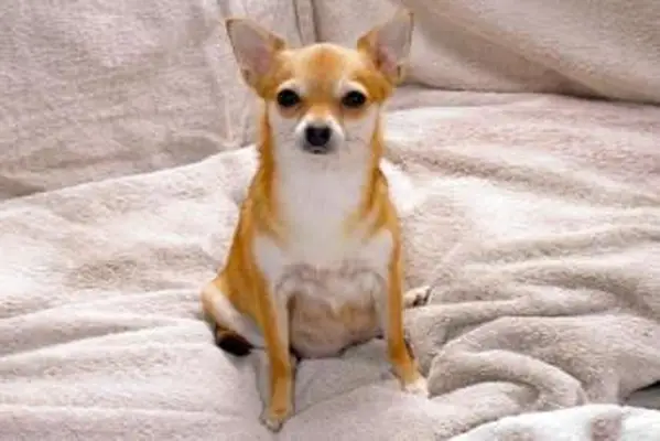 https://cf.ltkcdn.net/dogs/images/slide/194843-850x567-10-Pregnant-Chihuahua.webp