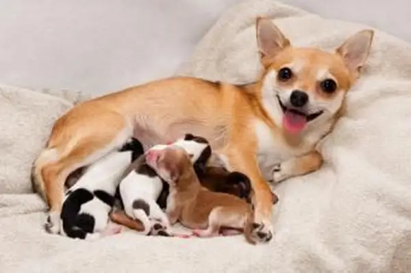 https://cf.ltkcdn.net/dogs/images/slide/90463-850x565-Mom_with_litter.webp