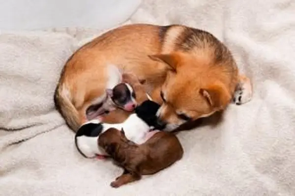 https://cf.ltkcdn.net/dogs/images/slide/90464-850x565-Mom_and_litter.webp