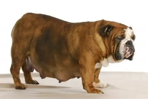https://cf.ltkcdn.net/dogs/images/slide/194672-850x567-Standing-Pregnant-Dog.webp