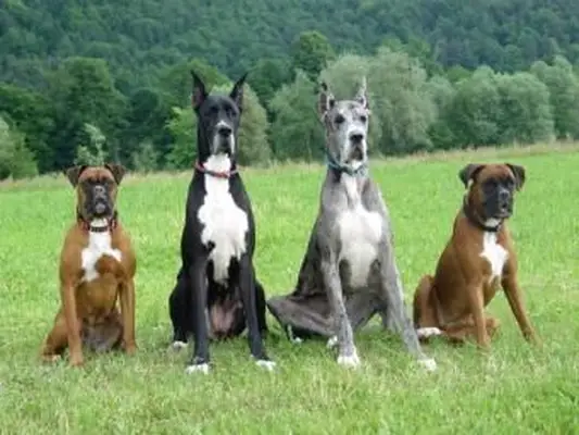 9 contendientes por la raza de perro más grande del mundo